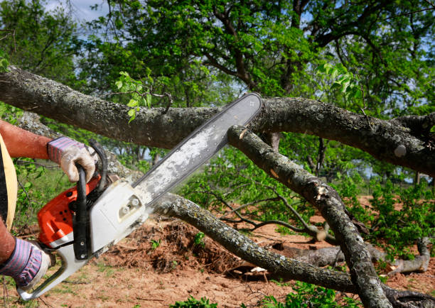 Professional  Tree Services in Rancho Cucamonga, CA