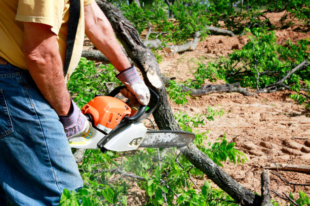 How Our Tree Care Process Works  in  Rancho Cucamonga, CA